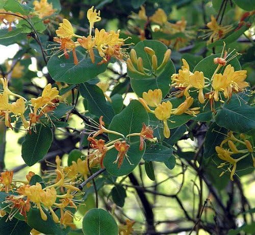 John Clayton Climbing Honeysuckle Vine - Lonicera - 2.5" Pot