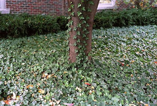 Thorndale English Ivy 48 Plants - Hardy Groundcover - 1 3/4" Pots