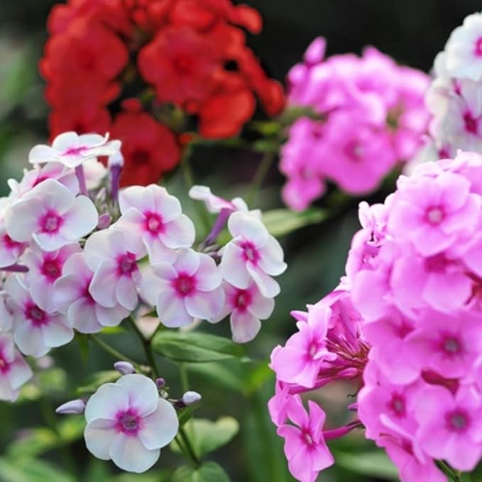 3 Double Phlox Bare Root Perennial Flower Collection - Vibrant and Stunning Mix of Pink, White and Red Colors - Blooms Create Beautiful Clusters of Petals - Attracts Butterflies, Bees & Hummingbirds