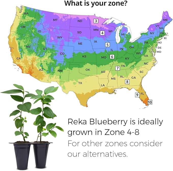 Pink Lemonade Blueberry (Reka)