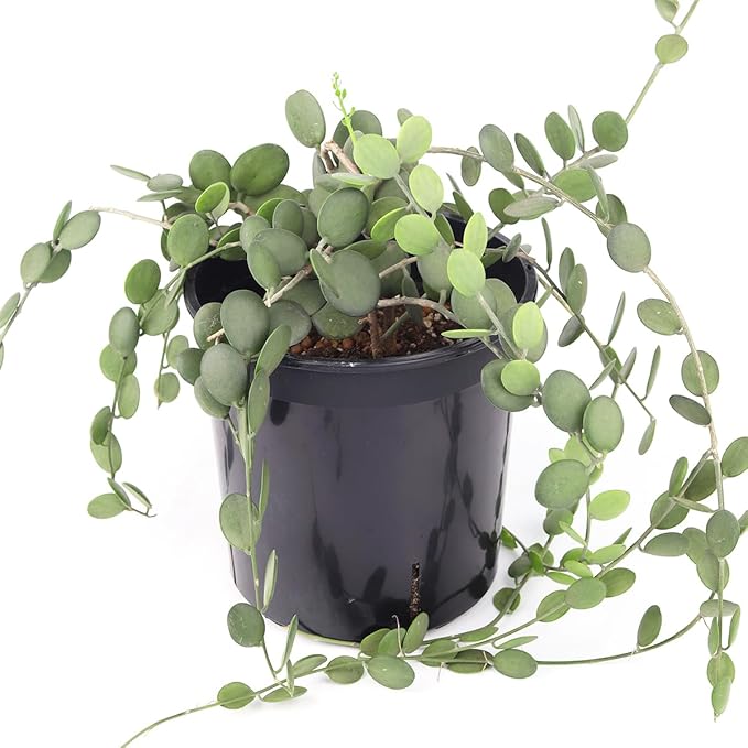 Rare Xerosicyos danguyi 'Silver Dollar Vine' (4" Terracotta Pot) - Penny Plant - Rare Succulent Plant Live - Trailing Indoor Houseplant - Unique Exotic Houseplant for Home and Office Decor