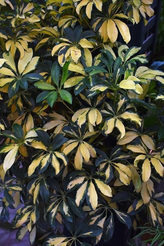 Arboricola Variegated Schefflera Trinette I 20 Live Plants I Vibrant Green & Yellow Foliage, Easy-Care Indoor & Outdoor Plant, Air-Purifying, Ideal for Home