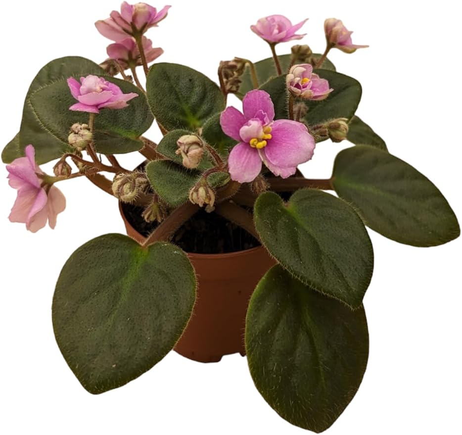 Miniature African Violets Live Plants, 5 Pack, 2 inch Pots, for Terrariums, Home & Office Decor, Gifts