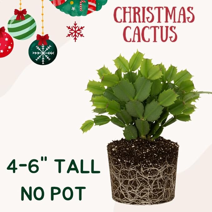 Yellow Christmas Cactus Plants Live, Size 3-6" Christmas Cactus Plant, Colorful Holiday Houseplant Flowering Succulent Live Plants for Planting, Well Rooted, No Pot
