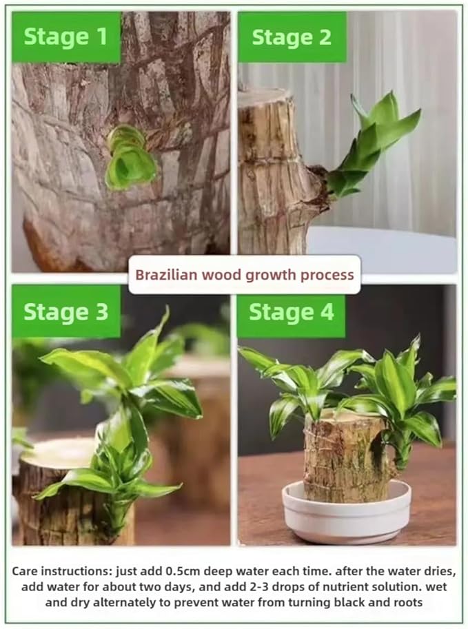 Brazilian Lucky Wood Plant, Brazilian Wood with Energy Crystals, Low-Light Office, Bedroom Decor, Home Good Luck Decor (Yellow+Little People)