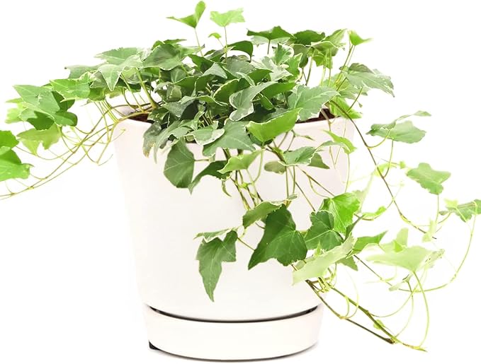 Glacier English Ivy (6" Terracotta Pot) - Trailing Indoor Houseplants - Eye-catching Ivy Plants - Live Healthy Trailing Houseplant for Home Office Decoration