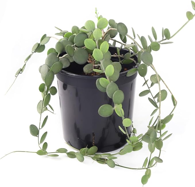 Rare Xerosicyos danguyi 'Silver Dollar Vine' (6" Minimalist Pot w. Saucer) - Penny Plant - Rare Succulent Plant Live - Trailing Indoor Houseplant - Unique Exotic Houseplant for Home Decor
