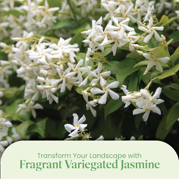 American Plant Exchange Variegated Confederate Jasmine – 6-Inch Pot – Live Fragrant Flowering Vine with Green and White Foliage for Hanging Baskets, Trellises, Patios & Outdoor Décor