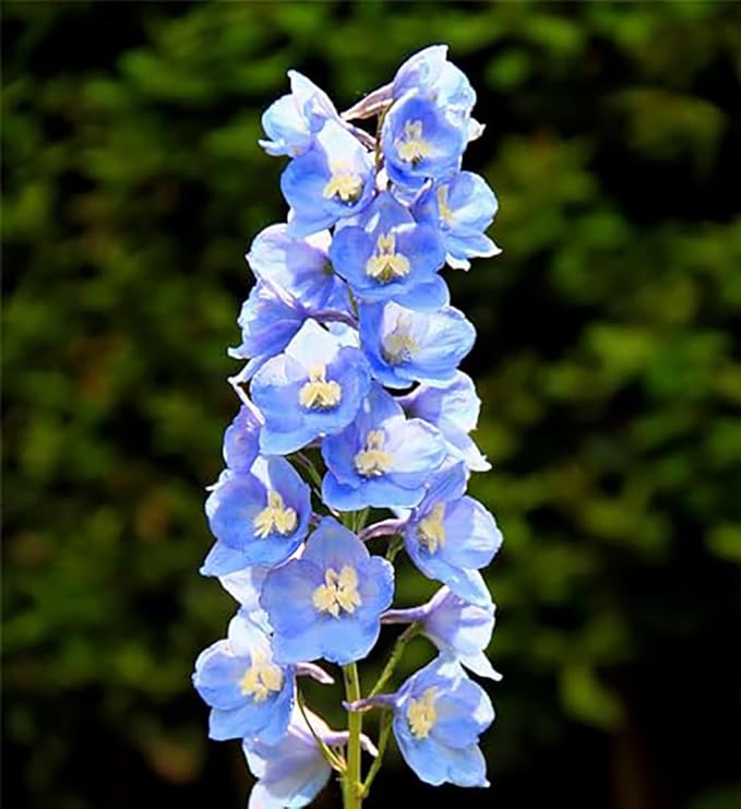 Larkspur Standard Seeds - Mixed Colors - 1800+ Seeds