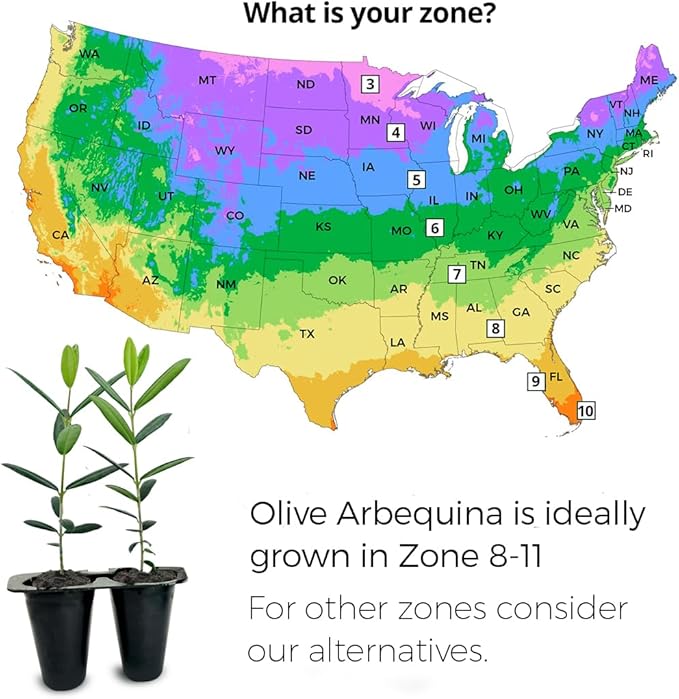 Olive Tree Arbequina (4 Pack) Real Olea Europaea | Easy to Grow Plants | Great Gift for Celebrations | Grow Your own Food on Your Edible Organic Garden| Edible Fruit Plant Live for Planting|