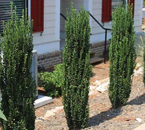 (4) - Sky Pencil Japanese Holly Trees - Live Plant - (1 QT) (4 Live Trees)