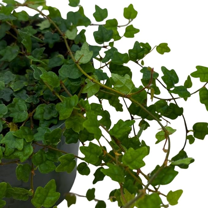 BubbleBlooms String of Frogs in a 4 inch Pot Ficus pumila Quercifolia, Oakleaf Creeping fig