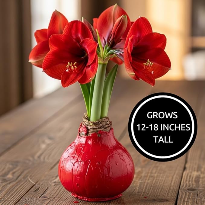 Large Waxed Red Blooming Amaryllis Bulb - Red Dipped Bulb - Grow Indoors – No Watering or Soil Needed - Live Holiday Gift Plant - Christmas Gift Exchange Idea - Favorite Things Party (1 Bulb)