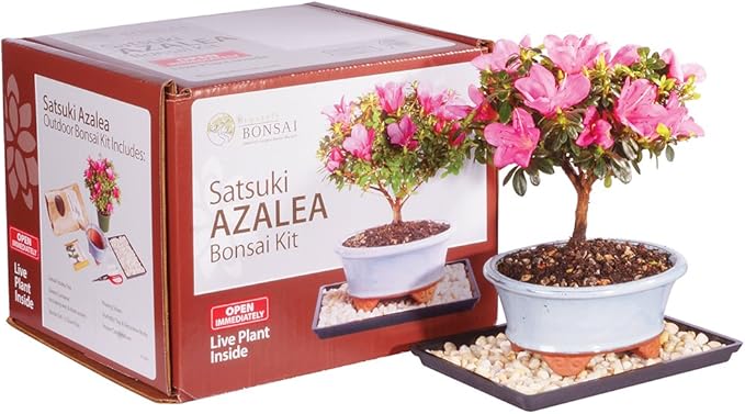 Brussel's Bonsai Live Satsuki Azalea Bonsai Outdoor Tree Gift Bundle - Medium Azalea Tree - Bonsai Kit with Bonsai Pot, Soil, and Bonsai Tray