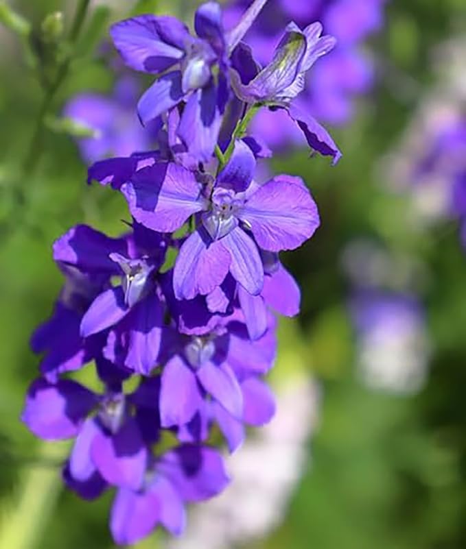 Larkspur Standard Seeds - Mixed Colors - 1800+ Seeds