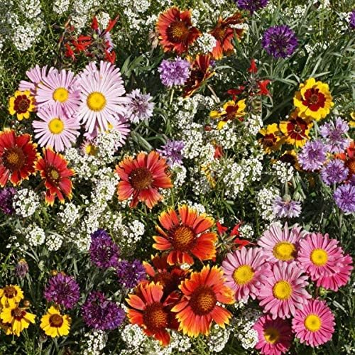Outsidepride Birds & Butterfly Wild Flower Seed Mix - 1/4 Lb. Premium Blend of Annual & Perennial Wildflower Seeds for Attracting Songbirds, Hummingbirds, & Butterflies