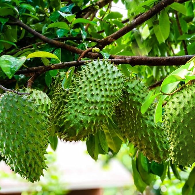 Premium Soursop (Graviola) Seeds – 25+ Non-GMO Heirloom - Fast-Growing, High-Yield Tropical Fruit Trees
