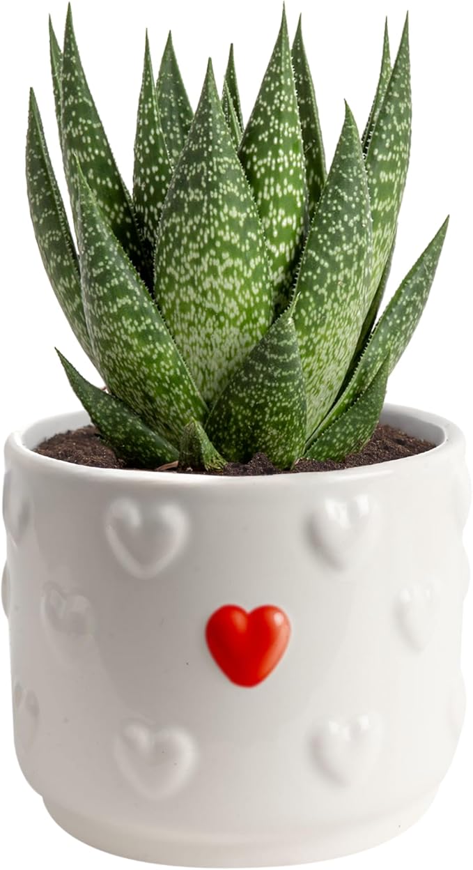 Costa Farms Haworthia Succulent, Easy to Grow Live Plant in Indoor Houseplant Pot, Potting Soil, 4-Inches Tall, Home & Room Decor