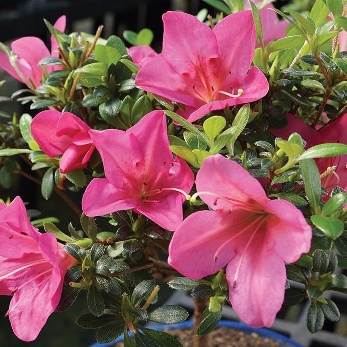 Brussel's Bonsai Live Satsuki Azalea Flowering Bonsai Tree - Large, 8 Years Old, 10 to 14 in - Ceramic Bonsai Pot
