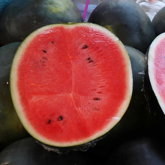 Seed Needs Watermelon Seeds for Planting Fruits - Non-GMO Heirloom & Untreated Water Melon Seed to Plant an Outdoor Home Grown Garden - Collection/Seed Kit (3 Packs)