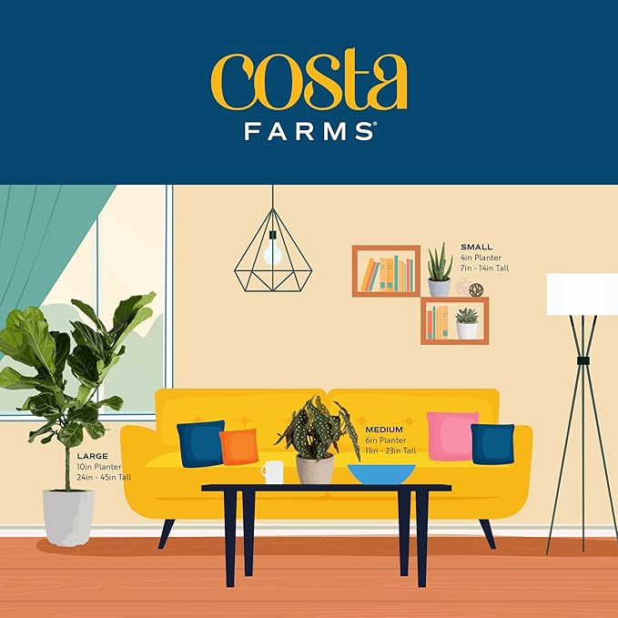 Costa Farms Fiddle Leaf Fig, Live Indoor Floor Plant, Ficus Lyrata Tropical Houseplant Potted in Potting Soil with Grow Pot, Gardening, New Home Gift, Room Décor, 1-2 Feet Tall
