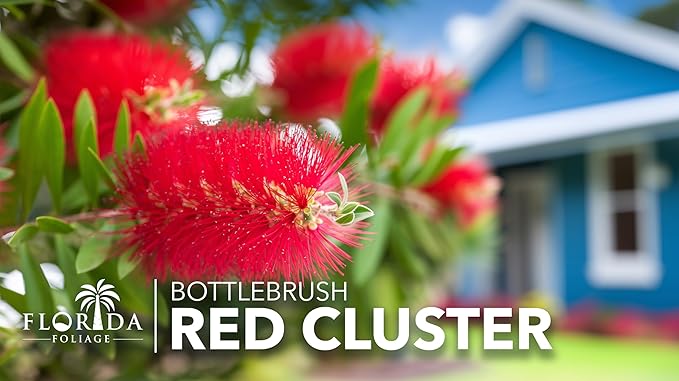 Red Cluster Bottlebrush | 20 Live Plants | Callistemon | Low Maintenance Shrub, Drought Tolerant, Vibrant Red Blooms, Evergreen Foliage, Hummingbird Magnet, Fast Growing, Ornamental Garden Accent