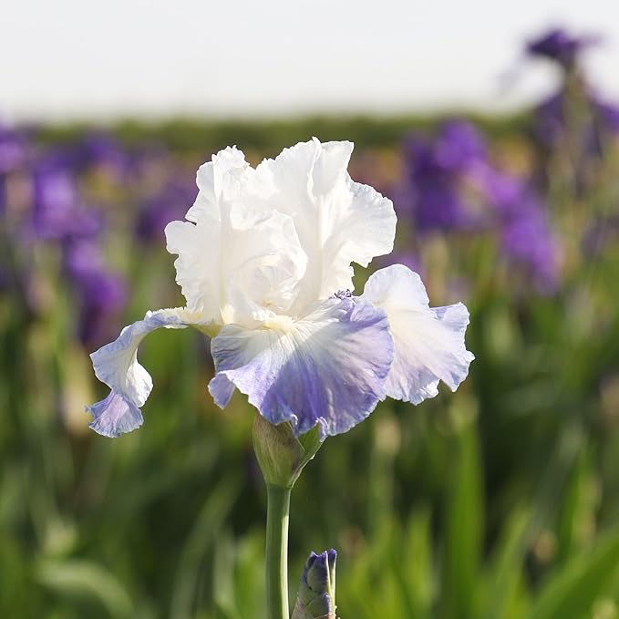 Easy to Grow Bearded Iris Clarence - 3 Plant Bulbs Rhizomes, Purple & White Flowers in Spring to Fall, Full Sun Low Maintenance