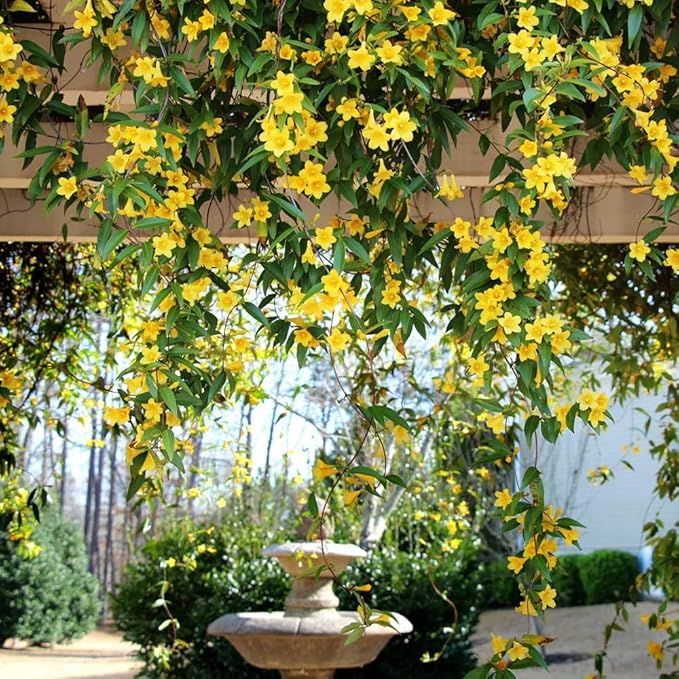 Carolina Jasmine Plant, Live Evergreen Vine, Fragrant Yellow Blooms, Fast Growing Climber for Trellis, Fences, or Arbors - Gelsemium sempervirens - 4 Cups