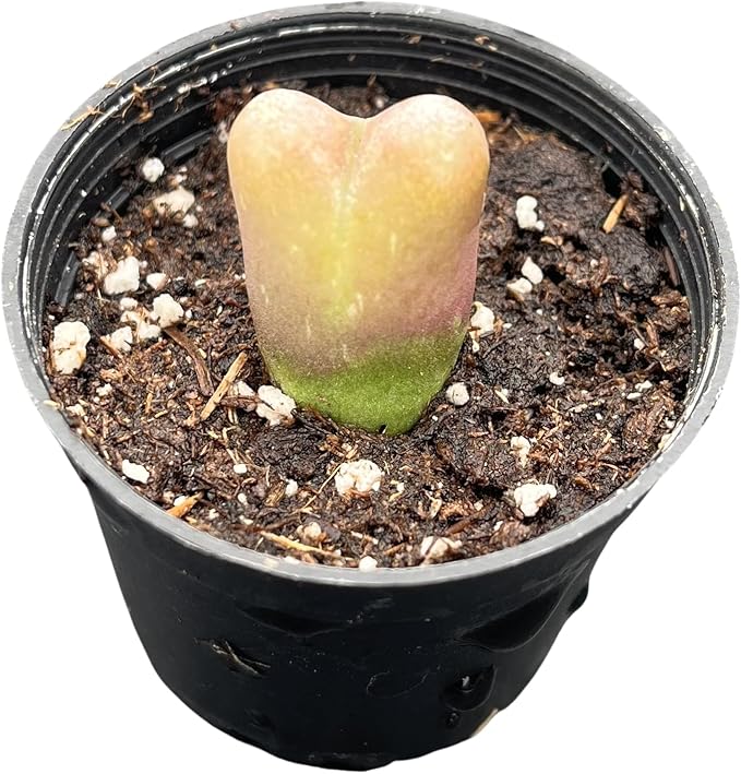 Sprout N Green Conophytum maughanii, Rare Lithops Living Stone Plant Fully Rooted in 2" Pot, Cute Potted Succulents Houseplant Pebble Plant, Great for Terrarium Arrangement, DIY Project, Office Décor