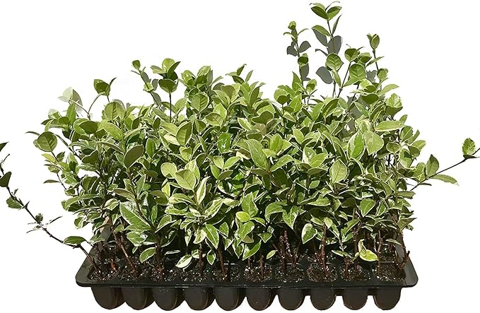 Confederate Jasmine Variegated - 30 Live Plants - Trachelospermum Jasminoides Variegatum - Fragrant Blooming Evergreen Vine