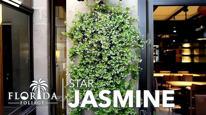 Jasmine Star Confederate I 2 Large Gallon Size Plants I Trachelospermum Jasminoides I Live Fragrant White Star-Shaped Flowers, Perfect for Trellises, Fences, and Arbors