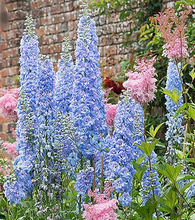 Blue Bell Delphinium Seeds - 650 Seeds