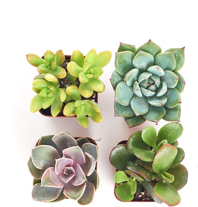 Shop Succulents Unique Succulent Plant Pack Collection - Live Mini Succulent Plants, Low Maintenance, Exceptional Colors & Textures - Wedding and Party Favors, Gift & Garden, Pack of 4