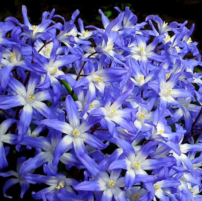 Glory of The Snow Flower Bulbs – 15 Chionodoxa Bulbs | Purple, Blue & White Star-Shaped Blooms | Early Spring Perennials for Fall Planting | Easy to Grow – Zones 3–8 – Great Garden Gift