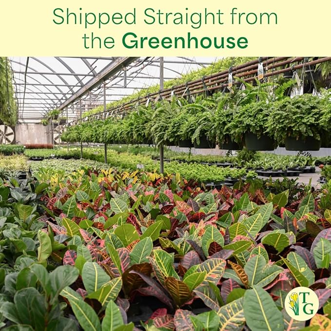 Thorsen's Greenhouse Live Petra Croton Plant, Codiaeum Variegatum, Colorful Foliage, Live Indoor Houselant (Coffee, 4-inch Pot)