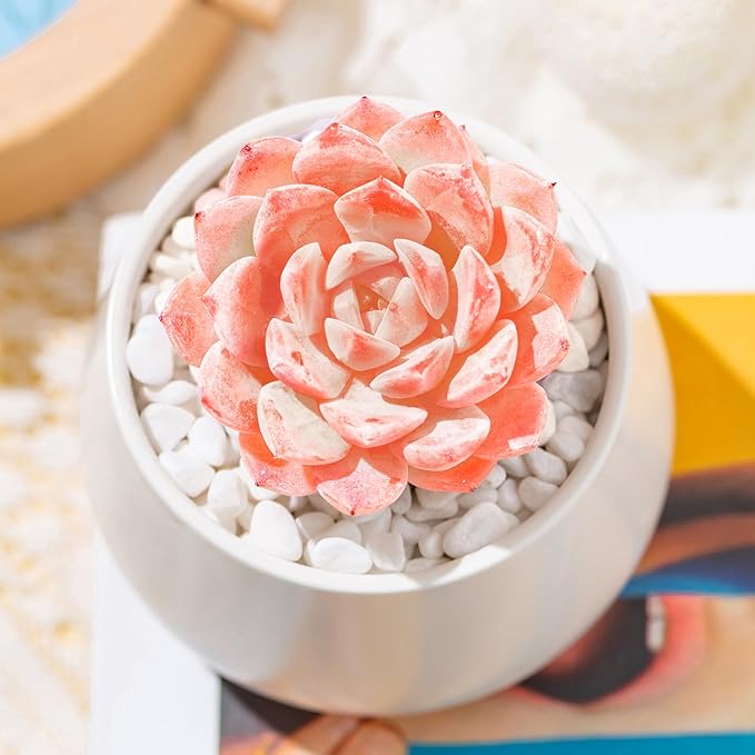 FWPP,Rare Live Succulent Plants Echeveria Little Beauty, Mini Pink 1 Head 2" Live Plants,Bare Root Without Pot Soil, Garden Indoor Wedding Party Baby Shower Decoration Friend Plant Lovers Gifts