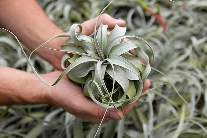 6 Pack Large Xerographica Air Plants 5 to 7 Inch Wide - Air Plants Live Tillandsia Succulent House Plants Holders- Available in Wholesale and Bulk Air Plant- Easy Care Indoor and Outdoor Plants
