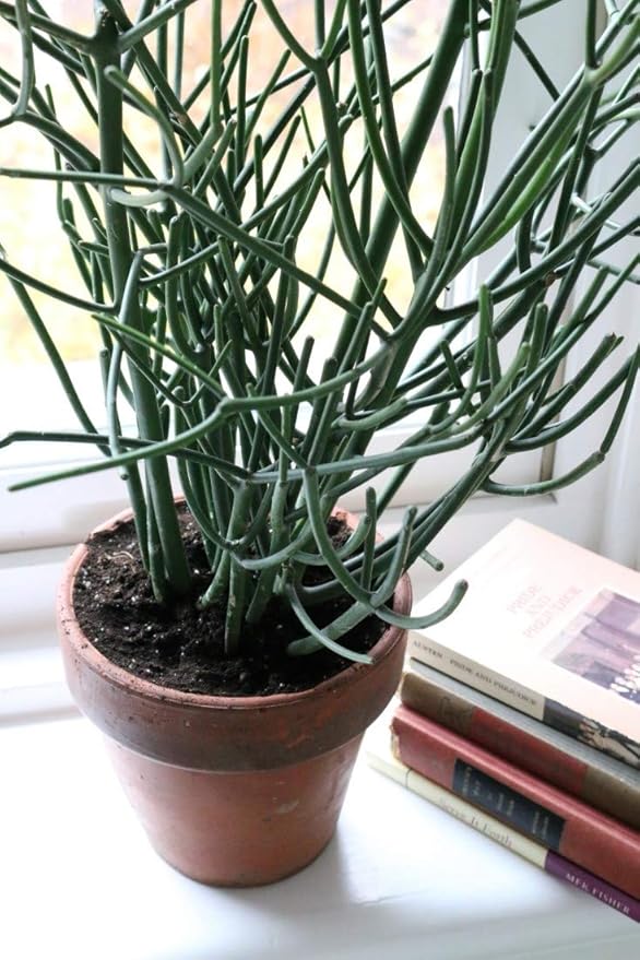 Pencil Cactus - Live Plant in a 4 Inch Pot - Euphorbia Tirucalli - Beautiful Indoor Succulent Houseplant