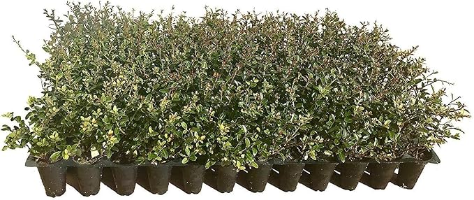 Dwarf Yaupon Holly | Ilex Schilling Stokes Vomitoria | 10 Live Plants | Drought Tolerant Low Maintenance Evergreen Hedge