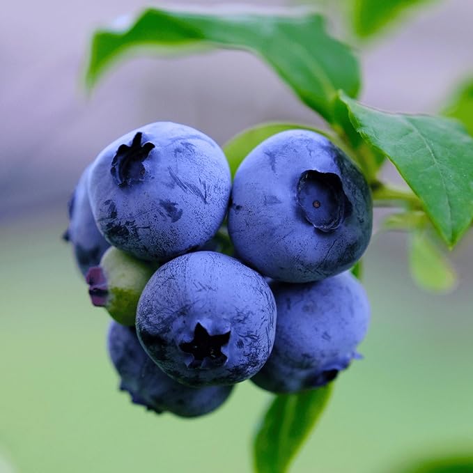 Duke Bare Root Blueberry Plant, 3-Year Old Plant - Very Early Season Variety - from Hand Picked Nursery (5)
