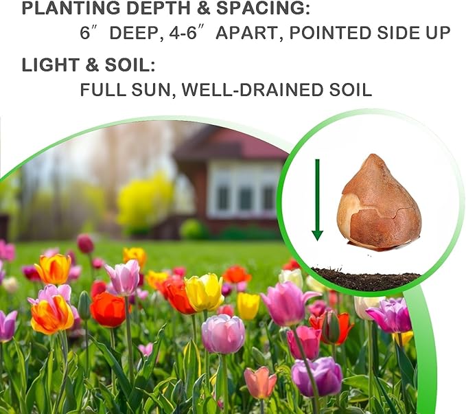 Peony-Style Double Bloom Tulips-10 Bulbs–Red, Pink, White, Yellow & Orange Premium Flowers | Late Blooming Spring Perennials for Gardens & Containers – Zones 3–8 (10 Colorful Mixed Tulip Collection)