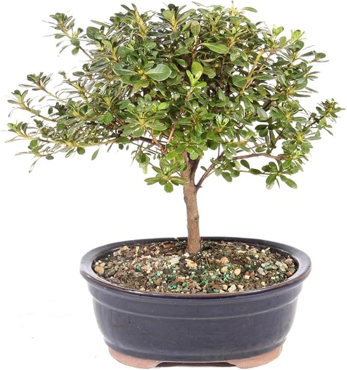 Brussel's Bonsai Live Satsuki Azalea Bonsai, Outdoor, Live Flowering Bonsai Tree - Medium, 6 Years Old, 8 to 10 inches Tall - Ceramic Bonsai Pot