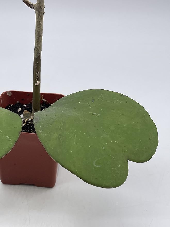 BubbleBlooms Hoya Kerrii Hearts On The Vine, with at Least 2+ Hearts, Vining Plant in a 2 inch Pot Well Rooted