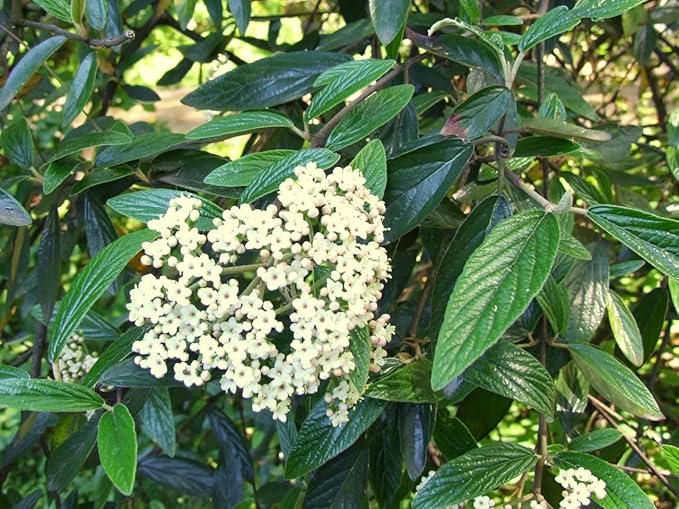 Two Pack of Pragense Viburnum - 2 Live Plants Shipped 2 to 3 Feet Tall by DAS Farms (No California)