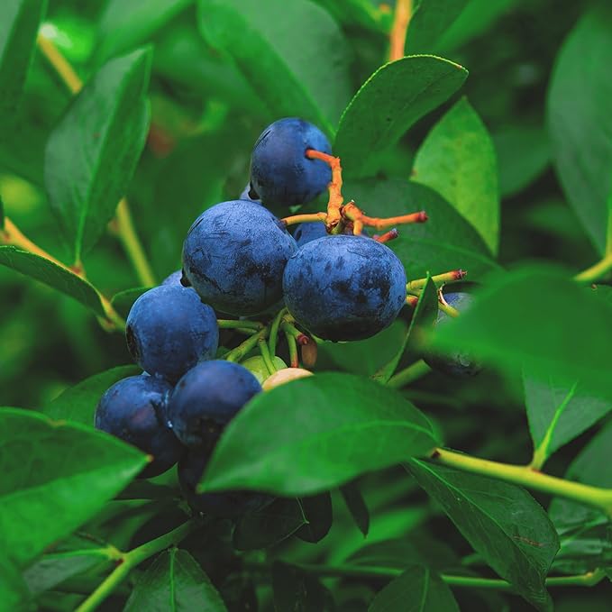 Bluecrop Bare Root Blueberry Plant, 3-Year Old Plant - Best All Around Blueberry! from Hand Picked Nursery (1)