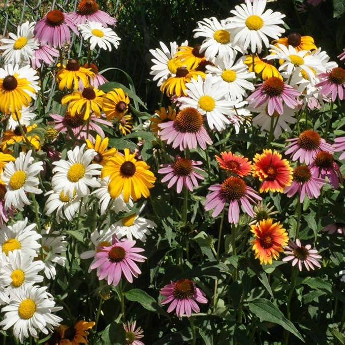 Outsidepride Perennial Wild Flower Seed Mix - 1 lb. Diverse, Long-Lasting Blooms, Easy to Grow Perennial Flower Seeds for All States, Perfect for Home Gardens, Landscapes, and Attracting Pollinators