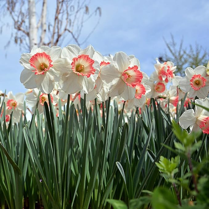Pink & White Dutch Daffodil Flowers – 6 Bulbs + Bonus Hummingbird Feeder | Large Cupped Perennials - Spring Bloom | Hardy in Zones 3–8 | Butterfly & Bee Attracting-Deer Resistant