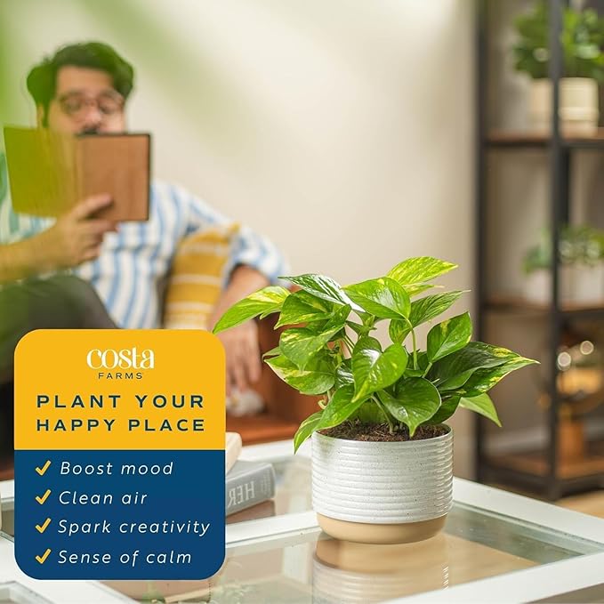 Costa Farms Golden Pothos Live Plant in Decorative Pot, Easy to Maintain, Air Purifying Indoor Houseplant, Home, Room, or Office Decor, Great House Warming or Birthday Gift, 12-14 Inches