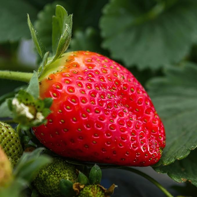 Cabot June-Bearing Bare Root Strawberry Plants - Grow Extra-Large, Extra-Sweet Strawberries - Strawberry Plants from Hand Picked Nursery (15)