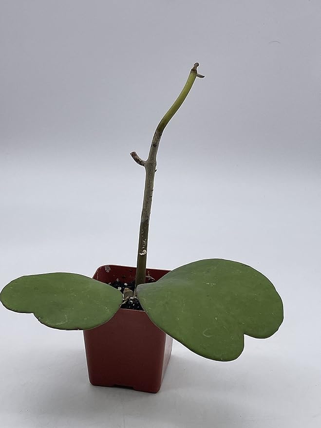 BubbleBlooms Hoya Kerrii Hearts On The Vine, with at Least 2+ Hearts, Vining Plant in a 2 inch Pot Well Rooted